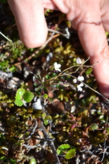 Cardamine bellidifolia