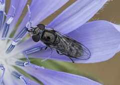 Platycheirus stegnus