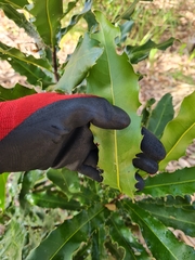 Macadamia integrifolia