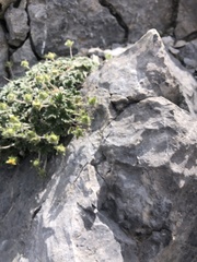 Potentilla nivea