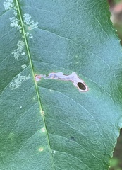 Coptodisca splendoriferella