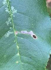 Coptodisca splendoriferella