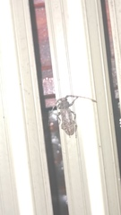 Trichoferus holosericeus