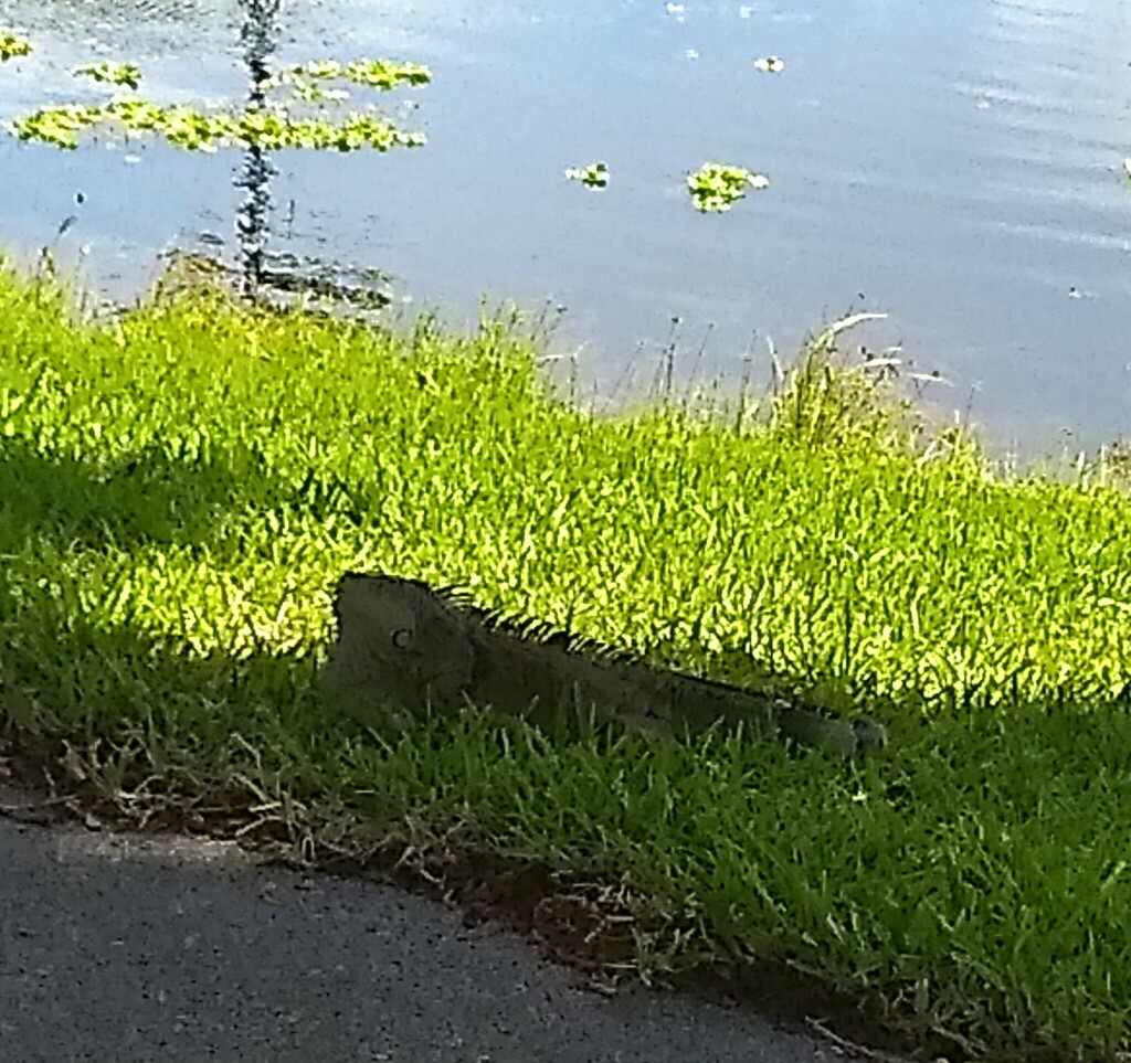 Green Iguana from Grandview Heights, West Palm Beach, FL, USA on August