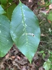 Coptodisca splendoriferella