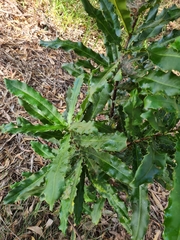 Macadamia integrifolia