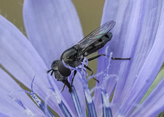 Platycheirus stegnus