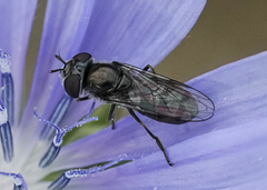 Platycheirus stegnus