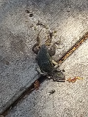 Leiocephalus carinatus