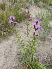 Liatris cylindracea