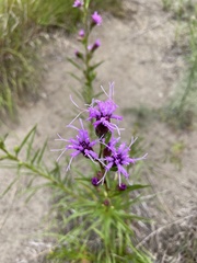 Liatris cylindracea