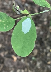 Macrosaccus robiniella