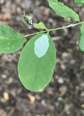 Macrosaccus robiniella