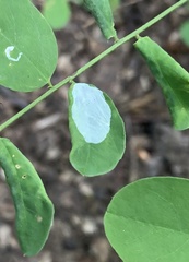 Macrosaccus robiniella