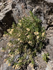 Diplacus grandiflorus