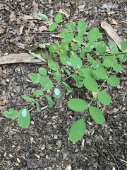 Macrosaccus robiniella