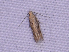 Coleotechnites australis