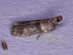 Sciota subfuscella