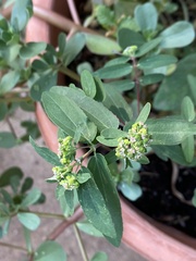 Euphorbia hypericifolia