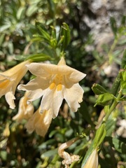 Diplacus grandiflorus