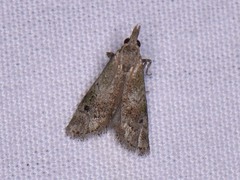 Cacotherapia unipuncta