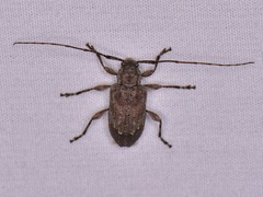 Astylopsis arcuata