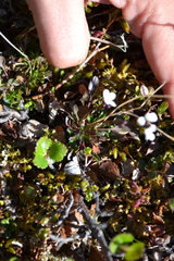 Cardamine bellidifolia