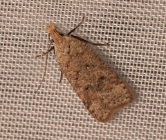 Dichomeris ventrellus