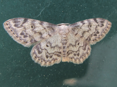 Scopula marginepunctata