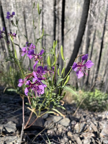 Image of Clarkia mildrediae by (c) Matt Berger, some rights reserved (CC BY)