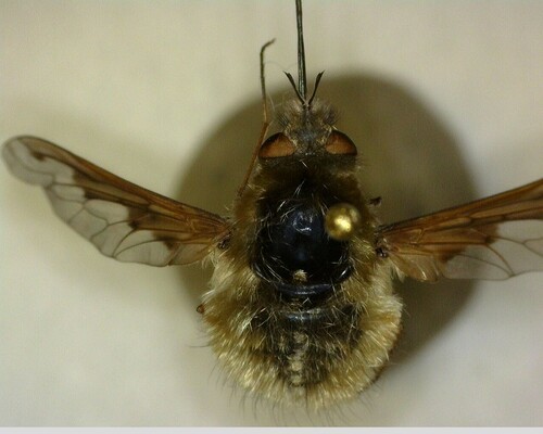 iNaturalist observation photo of Greater Bee Fly