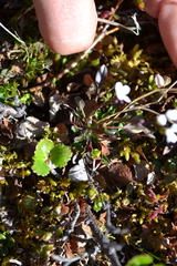 Cardamine bellidifolia