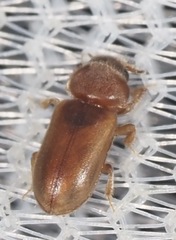 Tropicus pusillus