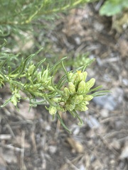 Ericameria bloomeri