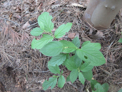 Stewartia koreana