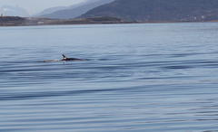 Balaenoptera borealis