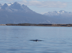 Balaenoptera borealis