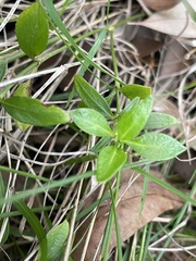 Opercularia ovata
