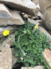 Potentilla nivea