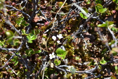 Cardamine bellidifolia
