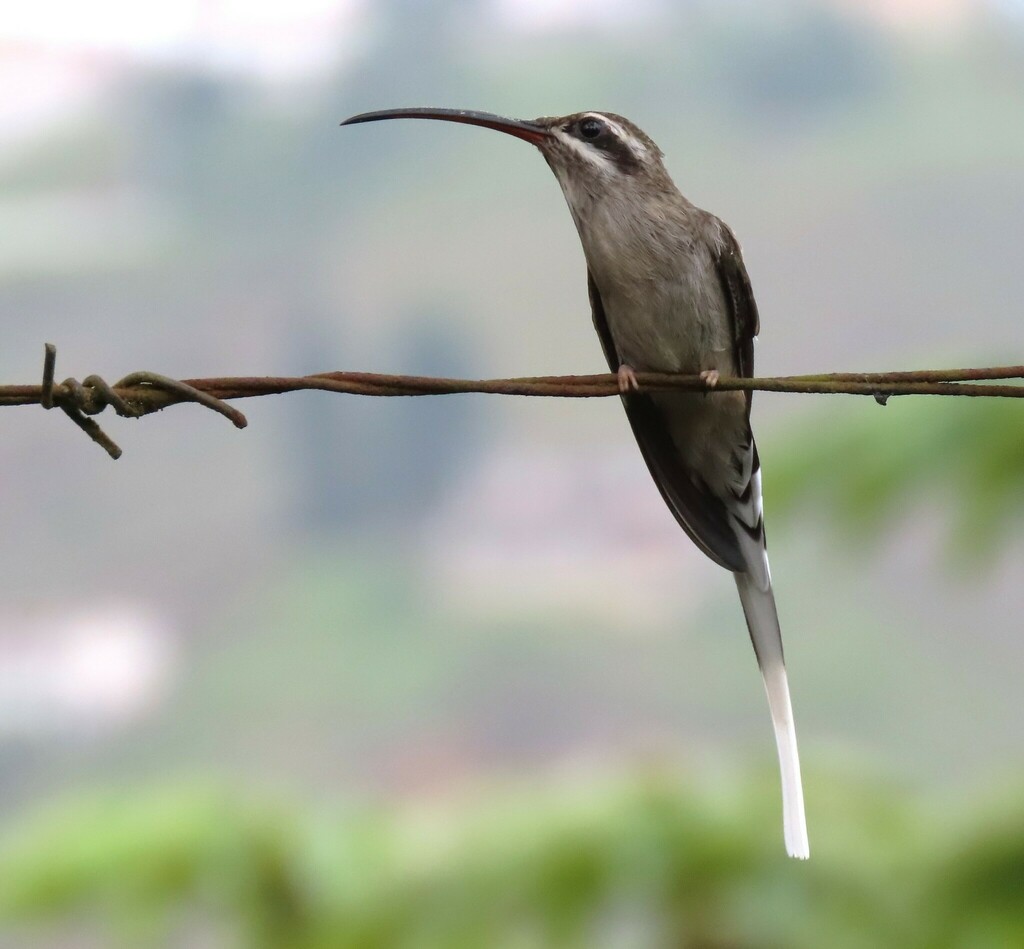 Sooty-capped Hermit photo