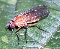 Thricops diaphanus
