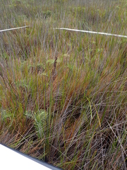 Machaerina teretifolia