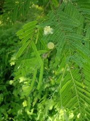 Leucaena esculenta