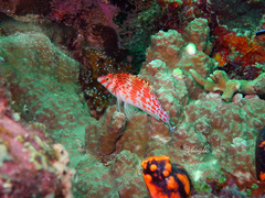 Cirrhitichthys falco