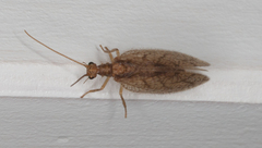 Micromus angulatus
