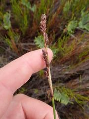 Machaerina teretifolia