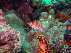 Cirrhitichthys falco