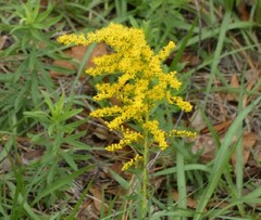 Solidago tortifolia