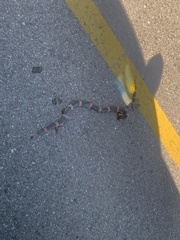 Rhinocheilus antonii